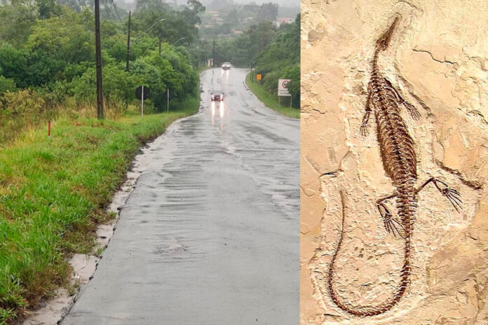 Fósseis na PR-364 Irati obra é parada perto da Unicentro após descoberta pré-histórica Fósseis na PR-364 Irati obra é parada perto da Unicentro após descoberta pré-histórica
