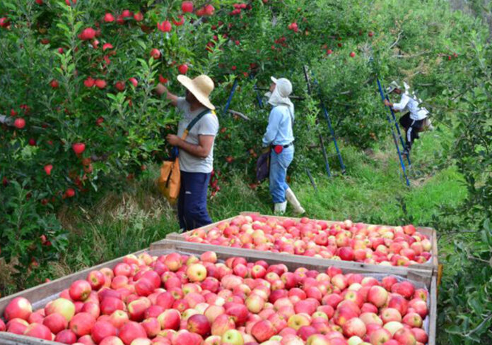 Vagas de emprego em Irati: destaque para cultivo de maçã Vagas de emprego em Irati: destaque para cultivo de maçã