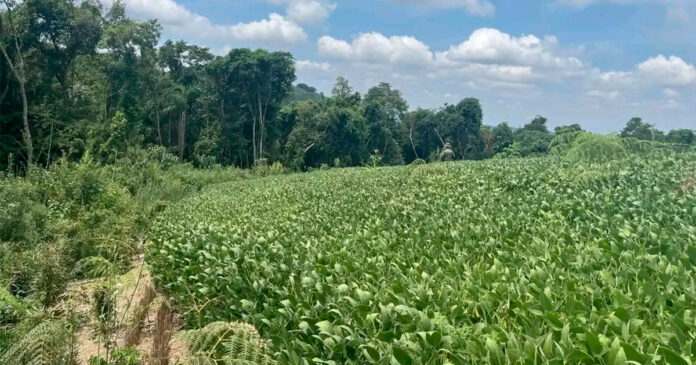 Desmatamento em Ivaí gera multa de R$ 14 mil e embargo ambiental