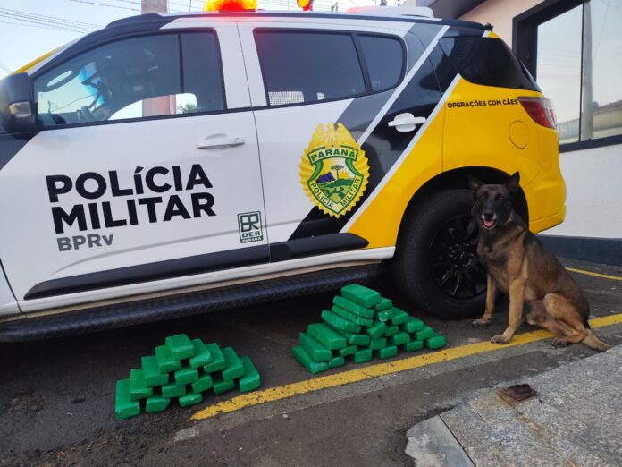 Cão policial encontra 21 kg de maconha em ônibus na BR-277